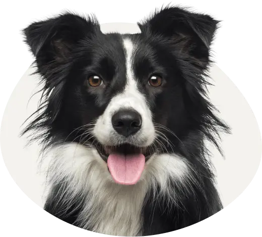 border collie