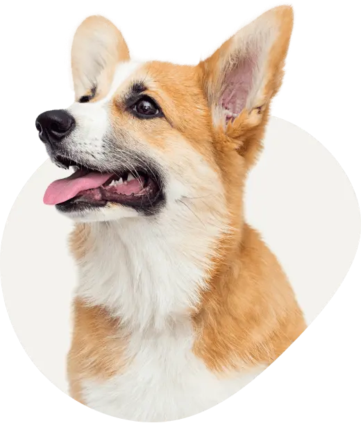 corgi